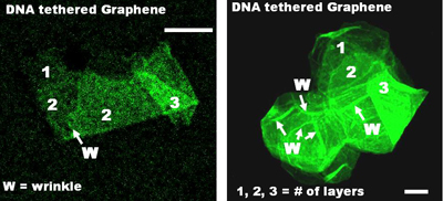 Image of DNA tethered to graphene